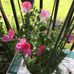 Kellie Tanner - Facebook