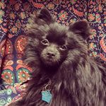 Kelli Weaver L - @louielouiepom - Instagram