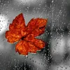 Kelly.Barron - @murphetu1r7 - TikTok