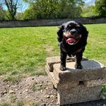 Kellie Blake - @kellieblake1970 - Instagram