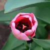 Kelli Boyer - @shaboisa - TikTok