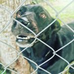 Kellie Anne Clifton - @doggos_i_meet_on_the_street - Instagram