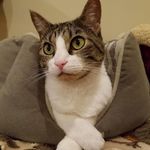 Kellie Collier Pillow - @kelliecollierpillow - Instagram