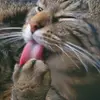 Kelli Compton - @barbmitten - TikTok