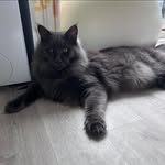 Kelly Dutton - @penelopeposhpaws - Instagram