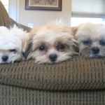 kelly gaudet - @kellyg467 - Instagram