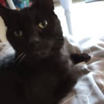 Kellie Suzanne Gaylor - @kellie.gaylor_smudge_n_bella - Instagram