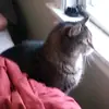 Kellie Gillespie - @kellie.gillespie2 - TikTok