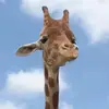 Kellie.Gillespie - @dandrauo25b - TikTok
