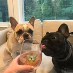 🐶Louis + Jacques🐾+Ellie💜 - @loujackandellie - Instagram