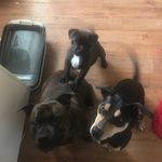 Kellie Johnston - @the_crazy_puppy_life - Instagram