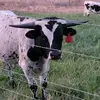 Longhornmomma - @kellijustus - TikTok