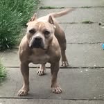 Kelly Mcfarlane - @bbbullyz20 - Instagram