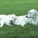Kellie Longeway Meador - @kelliemeador - Instagram