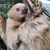 Kellie Nicholson - @kellie.nicholson1 - TikTok