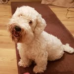 kelly ridgway - @coalpool_sealyhams_teckels - Instagram