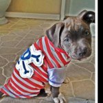 Kellie Robbins - @pitbullcally - Instagram