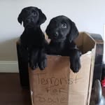 Kelly Rooney-Kimball - @kimballfarm - Instagram