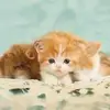 kellieroy73 - @ekijytideqyrusa - TikTok