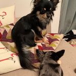 Kelly Rudd-Clyro - @biffy_buckley_dogs - Instagram