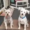 kelliesheffield - @kls5390 - TikTok