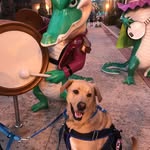 Kelly Sheffield - @tiana_the_service_dog - Instagram