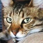 Kelly Sheffield - @tiggersheffield - Instagram