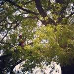 Kelly Sheffield - @arborist.engineer85 - Instagram