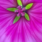 Kellie Shields - Facebook