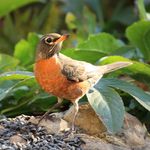 Kelly Slade - @sweetbirdsofmine - Instagram