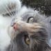 Kellie Townsend - Facebook