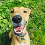 Kelly Asher - @dapperdogs1 - Instagram