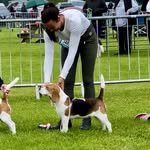 Kelly Carruthers - @kelcardi_beagles - Instagram