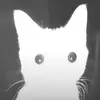 kellycat0_o - @kellycat0_o - TikTok