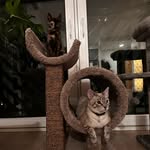 Maruu, Naggi & Sugii - @kellycatos - Instagram