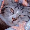 kelly🐱 - @kelly_coll - TikTok
