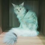 Kelly Coon 🐱 - @kelly_kyliecoon - Instagram