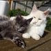 Kelly Maine coon kittens for adoption - Facebook