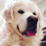 Kelly Spivey-White Sand Golden-Maine Coon - @whitesand_goldens_mainecoons - Instagram