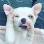 Kelly Corby - @justnovabean - Instagram