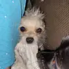 kelli cornett - @kellicornett - TikTok
