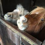 Kelly Devlin - @kellydevlinssewingponies - Instagram