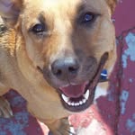 Kelly Early - @majestic_petsitting - Instagram