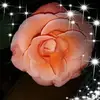 Kelly Fallon982 - @kellyfallon - TikTok