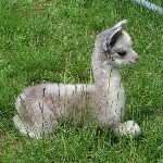 kellbell127 - @kellyfarber2004 - Instagram