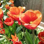 Kelly Flack - @kf_gardens - Instagram