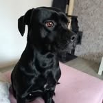 kelly🐶🐾 - @kellysgrossewelt - Instagram