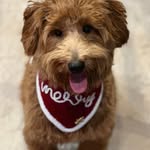 Kelly McIntire Hocking - @hockings_precious_paws - Instagram