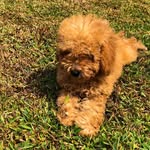 Kelly 🐾🎀 - @kelly_la_barboncina - Instagram
