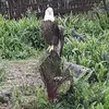 kellymerrell592 - @kellymerrell592 - TikTok